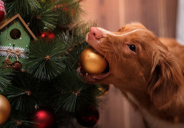How to Decorate Christmas Tree like a professional